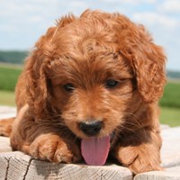 f1 goldendoodle puppies