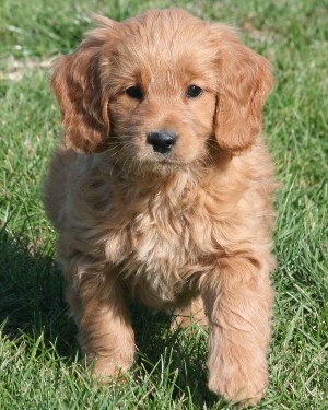 Mini Golden Poodle