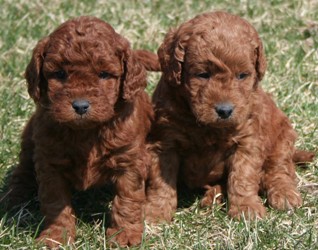 f1b mini goldendoodle