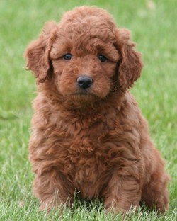 Mini Golden Poodle