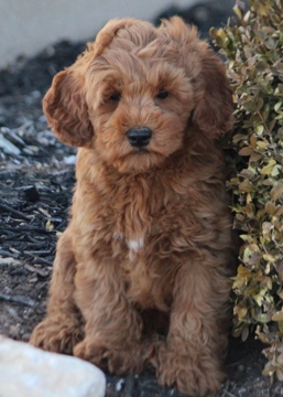 Miniature Goldendoodle