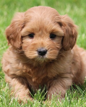 Multigen Mini Goldendoodle Puppies