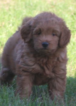 Miniature Goldendoodle Puppies | Family Friendly and Low Shedding